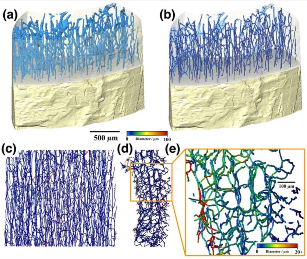 3D renderings from Pili’s CT X-ray work